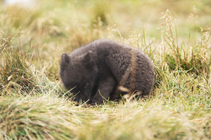 Discover Arctic Foxes_Iceland (1)_m