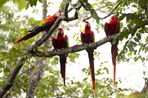 See Released Macaws Up Close_Costa Rica (1)_m